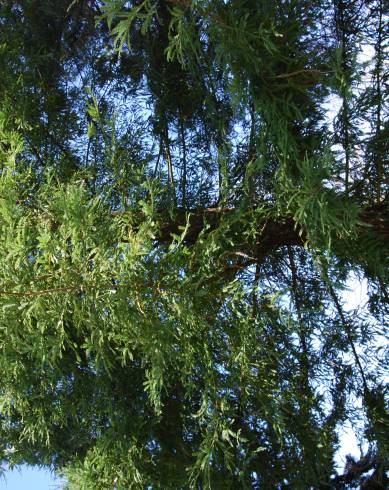Fotografia de capa Sequoiadendron giganteum - do Jardim Botânico