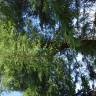 Fotografia 1 da espécie Sequoiadendron giganteum do Jardim Botânico UTAD