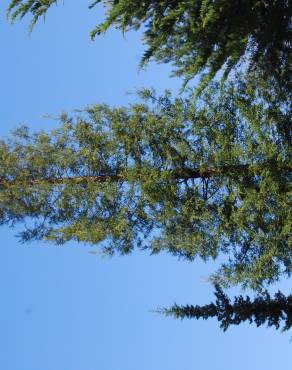 Fotografia 2 da espécie Sequoiadendron giganteum no Jardim Botânico UTAD