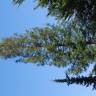 Fotografia 2 da espécie Sequoiadendron giganteum do Jardim Botânico UTAD