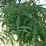 Fotografia 3 da espécie Sequoiadendron giganteum do Jardim Botânico UTAD