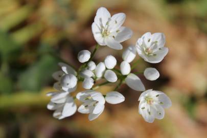 Fotografia da espécie Allium neapolitanum