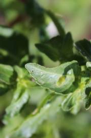 Fotografia da espécie Mercurialis annua