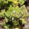 Fotografia 3 da espécie Stachys arvensis do Jardim Botânico UTAD