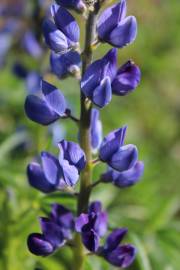 Fotografia da espécie Lupinus angustifolius