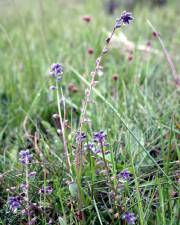 Fotografia da espécie Myosotis discolor