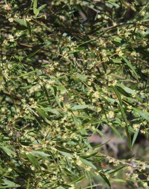Fotografia 2 da espécie Phillyrea angustifolia no Jardim Botânico UTAD
