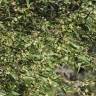 Fotografia 2 da espécie Phillyrea angustifolia do Jardim Botânico UTAD