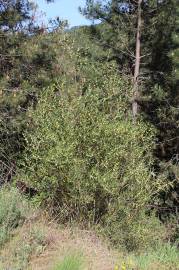 Fotografia da espécie Phillyrea angustifolia