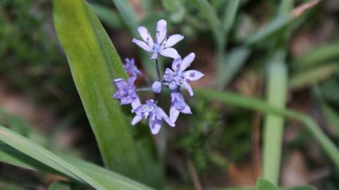 Fotografia da espécie Scilla monophyllos