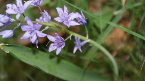 Fotografia da espécie Scilla monophyllos