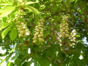 Fotografia da espécie Aesculus hippocastanum