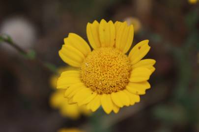 Fotografia da espécie Chrysanthemum segetum