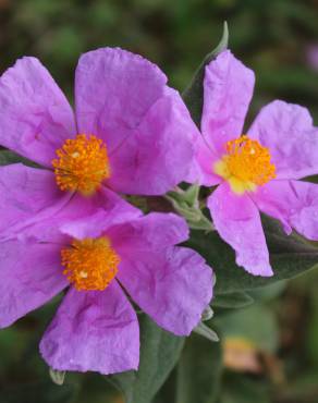 Fotografia 1 da espécie Cistus albidus no Jardim Botânico UTAD