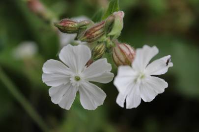 Fotografia da espécie Silene latifolia