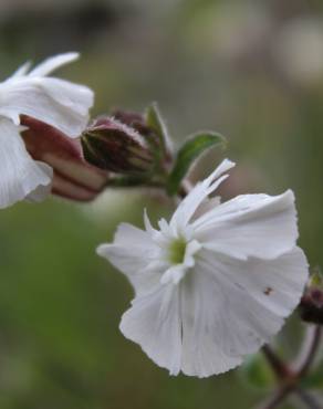 Fotografia 4 da espécie Silene latifolia no Jardim Botânico UTAD