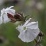 Fotografia 4 da espécie Silene latifolia do Jardim Botânico UTAD