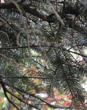 Fotografia 1 da espécie Abies alba no Jardim Botânico UTAD