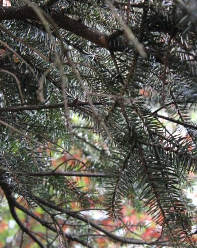 Fotografia de capa Abies alba - do Jardim Botânico