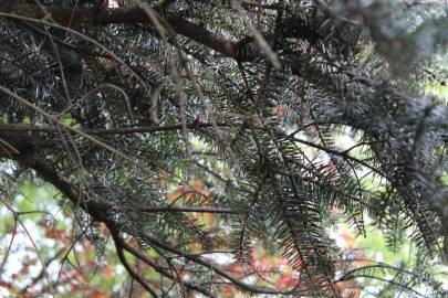 Fotografia da espécie Abies alba