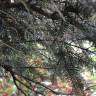 Fotografia 1 da espécie Abies alba do Jardim Botânico UTAD