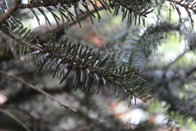 Fotografia da espécie Abies alba