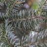 Fotografia 3 da espécie Abies alba do Jardim Botânico UTAD