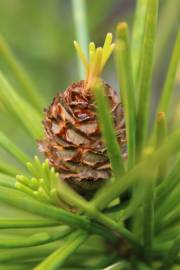 Fotografia da espécie Sciadopitys verticillata