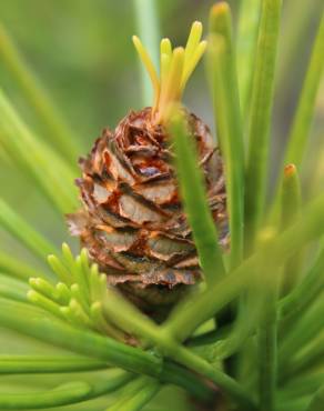 Fotografia 6 da espécie Sciadopitys verticillata no Jardim Botânico UTAD