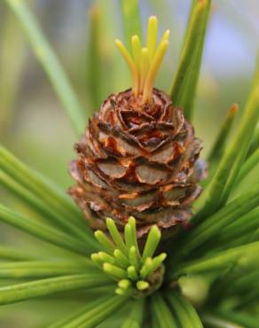 Fotografia 1 da espécie Sciadopitys verticillata no Jardim Botânico UTAD