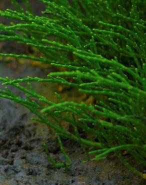 Fotografia 2 da espécie Salicornia ramosissima no Jardim Botânico UTAD