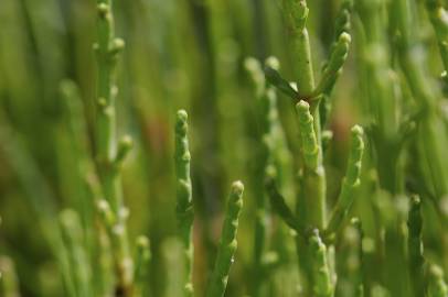 Fotografia da espécie Salicornia ramosissima