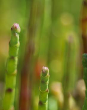 Fotografia 4 da espécie Salicornia ramosissima no Jardim Botânico UTAD