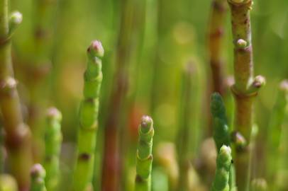 Fotografia da espécie Salicornia ramosissima