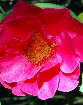 Fotografia 4 da espécie Camellia reticulata no Jardim Botânico UTAD