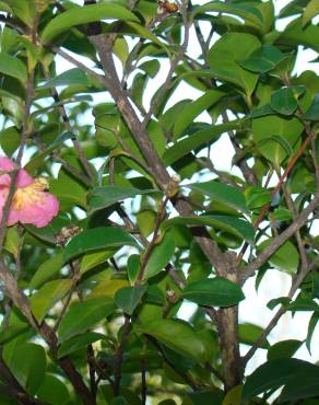 Fotografia 5 da espécie Camellia sasanqua no Jardim Botânico UTAD