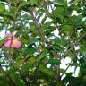 Fotografia 5 da espécie Camellia sasanqua do Jardim Botânico UTAD