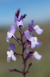 Fotografia da espécie Linaria elegans