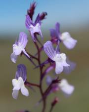 Fotografia da espécie Linaria elegans