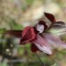 Fotografia 5 da espécie Serapias cordigera do Jardim Botânico UTAD