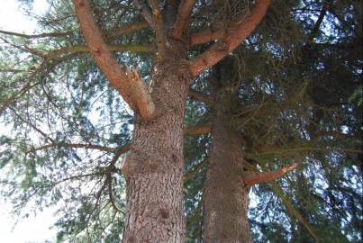 Fotografia da espécie Cedrus deodara