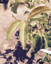 Fotografia da espécie Prunus lusitanica