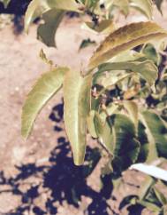 Prunus lusitanica subesp. azorica