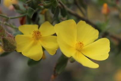 Fotografia da espécie Halimium lasianthum subesp. alyssoides