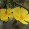 Fotografia 3 da espécie Halimium lasianthum subesp. alyssoides do Jardim Botânico UTAD