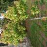 Fotografia 4 da espécie Cinnamomum camphora do Jardim Botânico UTAD