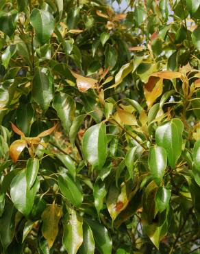 Fotografia 1 da espécie Cinnamomum camphora no Jardim Botânico UTAD