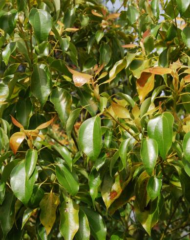 Fotografia de capa Cinnamomum camphora - do Jardim Botânico