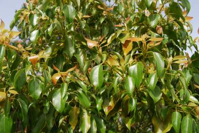 Fotografia da espécie Cinnamomum camphora