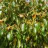 Fotografia 1 da espécie Cinnamomum camphora do Jardim Botânico UTAD
